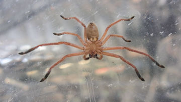 Wallpaper thumb: Huntsman Spider (delena cancerides)